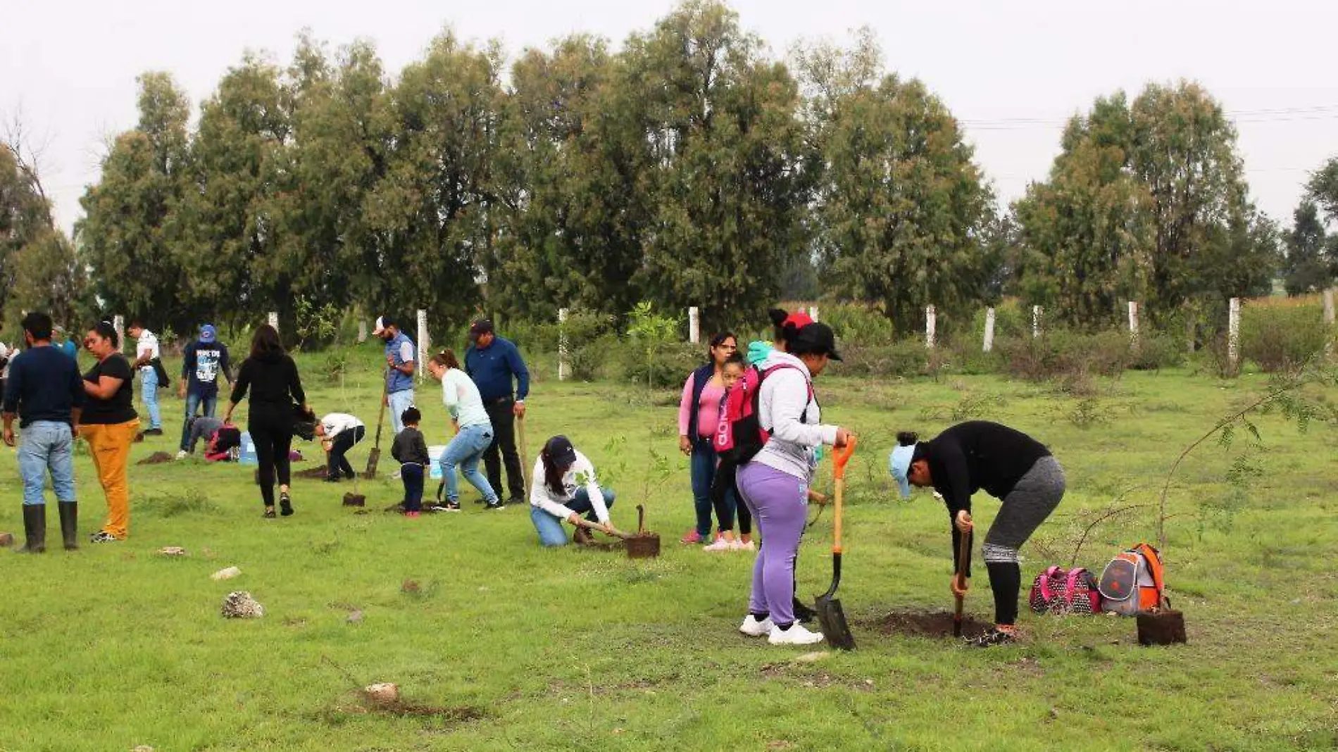 REFORESTACION (6)